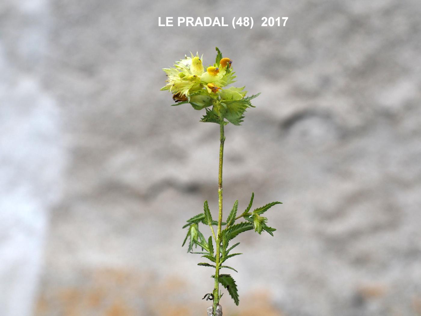 Yellow Rattle, (Mediterranean) plant